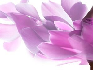 جراحی زیبایی زنان (لابیاپلاستی)